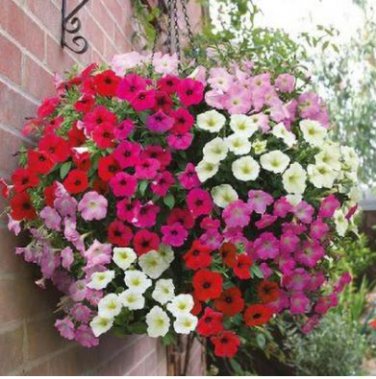 Hanging Petunia Bonsai Flower Blue 200 PCS Seeds