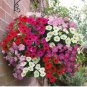 Hanging Petunia Bonsai Flower Blue 200 PCS Seeds