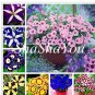 Hanging Petunia Bonsai Flower Blue 200 PCS Seeds