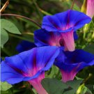 Hanging Petunia Bonsai Flower Blue Morning Glory Bonsai 200 PCS Seeds