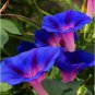 Hanging Petunia Bonsai Flower Blue Morning Glory Bonsai 200 PCS Seeds
