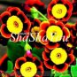 Hanging Petunia Bonsai Flower Blue Morning Glory Bonsai 200 PCS Seeds
