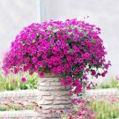 Hanging Petunia Flores Melissa Original Flower 100 PCS Seeds Hanging Petunia Flores Melissa Original Flower 100 PCS Seeds