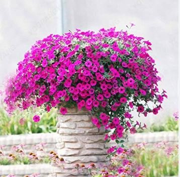Hanging Petunia Flores Melissa Original Flower 100 PCS Seeds