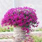 Hanging Petunia Flores Melissa Original Flower 100 PCS Seeds