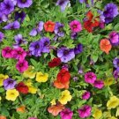 Hanging Petunia Flower Seeds Dark Blue Color 200 PCS Seeds