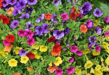 Hanging Petunia Flower Seeds Dark Blue Color 200 PCS Seeds