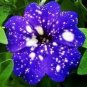 Hanging Petunia Flower Seeds Dark Blue Color 200 PCS Seeds