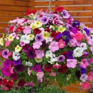 Hanging Petunia Mixed Flores Color Waves Beautiful Flowers 200 PCS Seeds