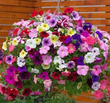 Hanging Petunia Mixed Flores Color Waves Beautiful Flowers 200 PCS Seeds