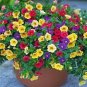 Hanging Petunia Mixed Flores Color Waves Beautiful Flowers 200 PCS Seeds