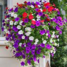 Hanging Petunia Plantas Melissa Original Flower Flores 100 PCS Seeds Hanging Petunia Plantas Melissa Original Flower Flores 100 PCS Seeds