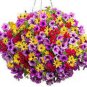 Hanging Petunia Plantas Melissa Original Flower Flores 100 PCS Seeds