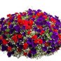 Hanging Petunia Plantas Melissa Original Flower Flores 100 PCS Seeds