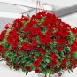 Hanging Petunia Seeds Fire Red Big Flowers 300 PCS Seeds