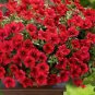 Hanging Petunia Seeds Fire Red Big Flowers 300 PCS Seeds