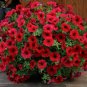 Hanging Petunia Seeds Fire Red Big Flowers 300 PCS Seeds