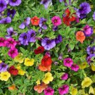 Hanging Petunia Mixed Flores Color Waves Beautiful Flowers 200 PCS Seeds