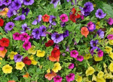 Hanging Petunia Mixed Flores Color Waves Beautiful Flowers 200 PCS Seeds
