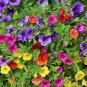 Hanging Petunia Mixed Flores Color Waves Beautiful Flowers 200 PCS Seeds
