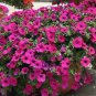 Hanging Petunia Mixed Flores Color Waves Beautiful Flowers 200 PCS Seeds
