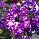 Hanging Petunia Mixed Flores Color Waves Beautiful Flowers 200 PCS Seeds