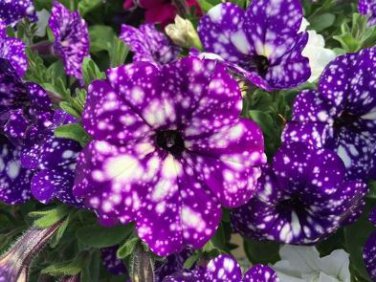 Hanging Petunia Mixed Flores Color Waves Beautiful Flowers 200 PCS Seeds