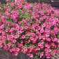 Hanging Petunia Mixed Flores Color Waves Beautiful Flowers 200 PCS Seeds