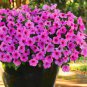 Hanging Petunia Mixed Flores Color Waves Beautiful Flowers 200 PCS Seeds