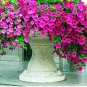 Hanging Petunia Mixed Flores Color Waves Beautiful Flowers 200 PCS Seeds