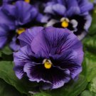 Hanging Purple White Pansy 20 PCS Seeds