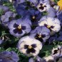 Hanging Purple White Pansy 20 PCS Seeds