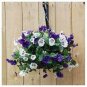 Hanging Purple White Pansy 20 PCS Seeds