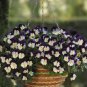 Hanging Purple White Pansy 20 PCS Seeds