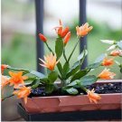 Hanging Schlumbergera Zygocactus Flores Bonsai Christmas Cactus Plantas 100 PCS Seeds