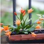 Hanging Schlumbergera Zygocactus Flores Bonsai Christmas Cactus Plantas 100 PCS Seeds