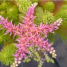 Hanging Sedum 100 PCS Seeds Hanging Sedum 100 PCS Seeds