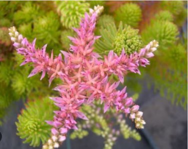 Hanging Sedum 100 PCS Seeds