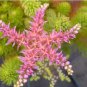 Hanging Sedum 100 PCS Seeds