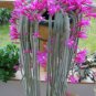 Hanging Sedum 100 PCS Seeds