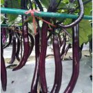 Hangzhou Purple Red Eggplant 100 PCS Seeds Hangzhou Purple Red Eggplant 100 PCS Seeds