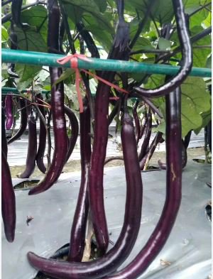 Hangzhou Purple Red Eggplant 100 PCS Seeds