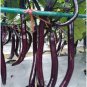 Hangzhou Purple Red Eggplant 100 PCS Seeds