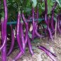 Hangzhou Purple Red Eggplant 100 PCS Seeds