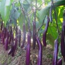 Hangzhou Red Long Eggplant F1 Vegetable 200 PCS Seeds Hangzhou Red Long Eggplant F1 Vegetable 200 PCS Seeds