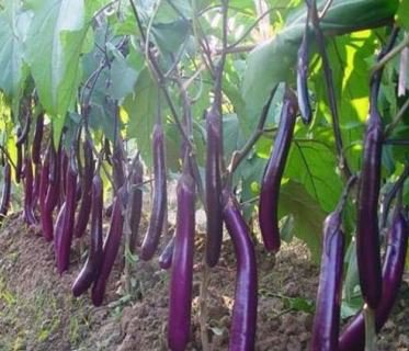 Hangzhou Red Long Eggplant F1 Vegetable 200 PCS Seeds