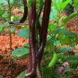 Hangzhou Red Long Eggplant F1 Vegetable 200 PCS Seeds