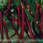 Hangzhou Red Long Eggplant F1 Vegetable 200 PCS Seeds