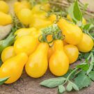 Harbin Yellow Pear Cherry Tomato 300 PCS Seeds Harbin Yellow Pear Cherry Tomato 300 PCS Seeds