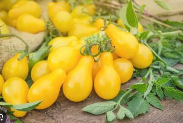Harbin Yellow Pear Cherry Tomato 300 PCS Seeds